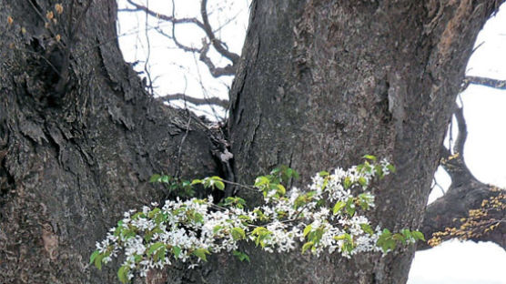 [사진] 500년 된 느티나무에 핀 벚꽃