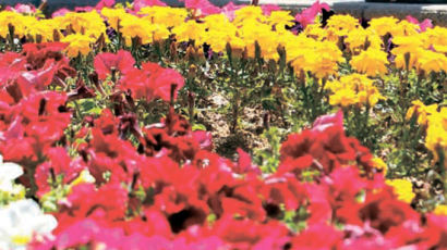 [사진] 40개국 꽃이 한곳에 … 고양은 꽃대궐
