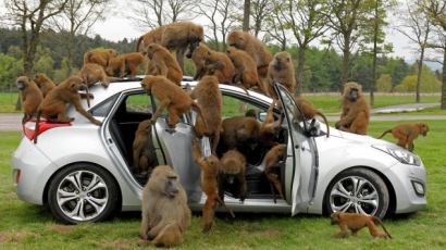 현대차, 英사파리서 원숭이떼에 습격당한 모습