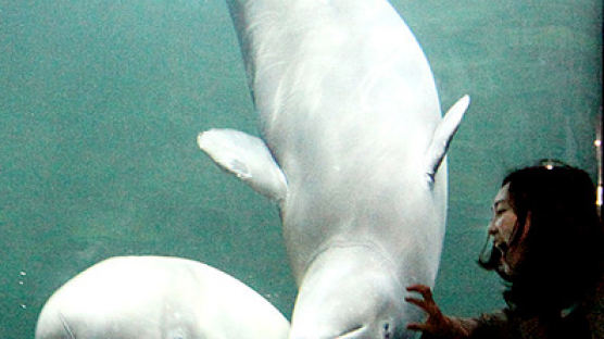 활짝 웃는 흰고래? 희귀 바다생물 베스트 6