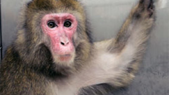 [science] 장기 이식 실험용 돼지·원숭이, 한 건물에서 키운다
