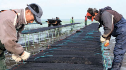 태안 어민 빼닮은 ‘단련굴’ 시련 이기고 홍콩 수출