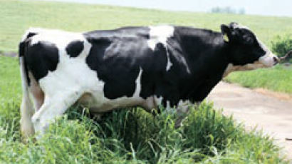 세계 1%에 든 한국형 젖소 씨수소 “몸값 10억”