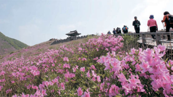 [사진] 황매산 정상 따라 흐드러진 철쭉