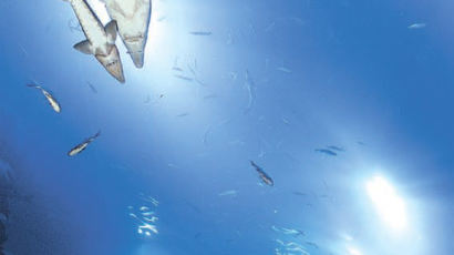 [사진] 단양 민물고기 생태관