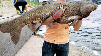 [사진] 한강에 1.24m ‘괴물 물고기’ 초어