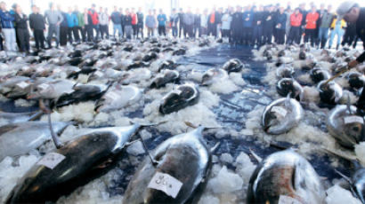[사진] 부산공동어시장에 참다랑어가 무려 200t 