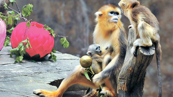 [사진] 여의봉 쥔 황금원숭이 “우리가 손오공 실제 모델”