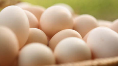 JTBC 미각 스캔들 달걀 고르는 것도 일이 된 세상