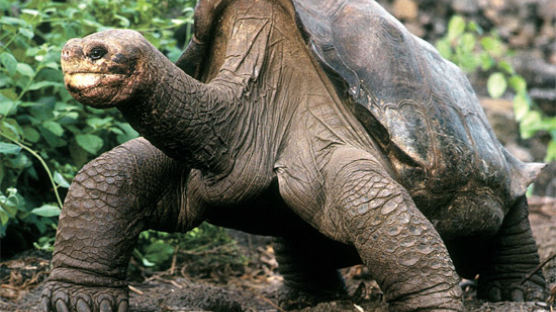 코끼리거북 '외로운 조지'의 미스터리한 죽음