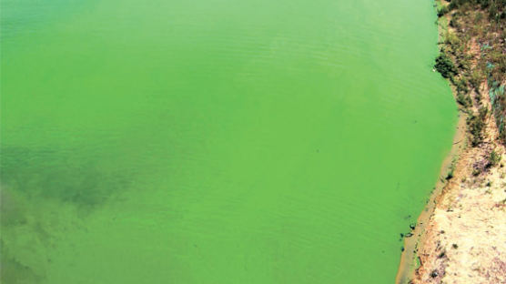 [사진] 초록 물감 아닙니다, 낙동강 녹조입니다