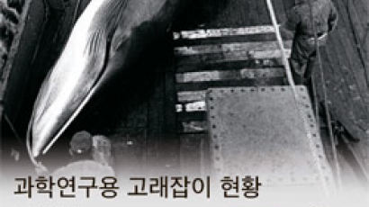 한국 “조사 목적 고래잡이 추진” 시 셰퍼드 “포경선 공격하겠다”
