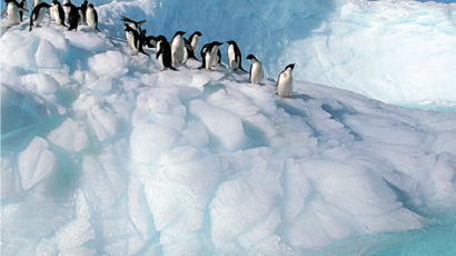 [BOOK] BBC가 포착한 남극 펭귄의 ‘망중한’