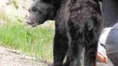 뒷마당에 흑곰이 어슬렁…한인 가족 '공포의 밤'