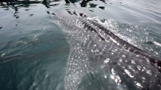 '두마리면 20억' 국내 첫포획된 고래상어 