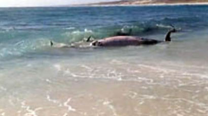 10배 더 큰 고래 잡아먹는 '상어떼' 충격 영상