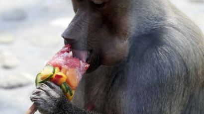과일 먹으며 무더위 식히는 개코원숭이