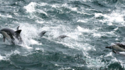 [사진] 울산 앞바다 춤추는 참돌고래떼