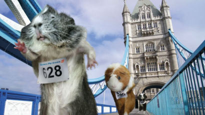 "귀여워"… 애완동물이 벌이는 '런던올림픽' 깜찍 