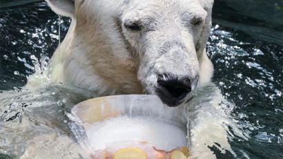 [사진] 북극곰 피서법