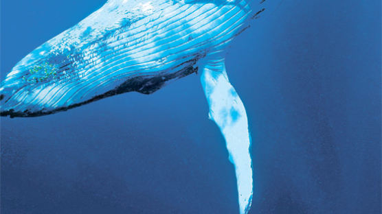 "거긴 위험해" 30톤 혹등고래가 지느러미를…