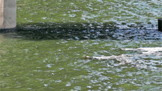 상수원 녹조 … 도심엔 오존 … 폭염에 물·공기도 위험해져