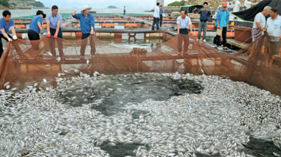 남해 적조 미스터리 … 물고기 떼죽음에도 원인은 짐작뿐