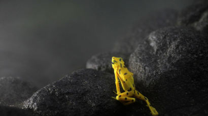 [사진] '행운의 상징' 화려한 금 개구리