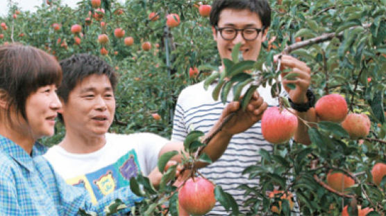 “사과 대풍” … 추석 과일값 올해는 콧대 꺾인다