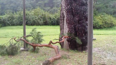 태풍 '볼라벤' 위력에… 600살 소나무가 '빠지직' 