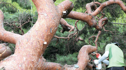 [사진] “특명! 600살 소나무를 살려라” 
