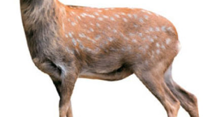 멸종된 대륙사슴 인제서 복원한다