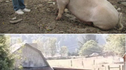 300kg 돼지가 주인을…훼손된 시신 참담 
