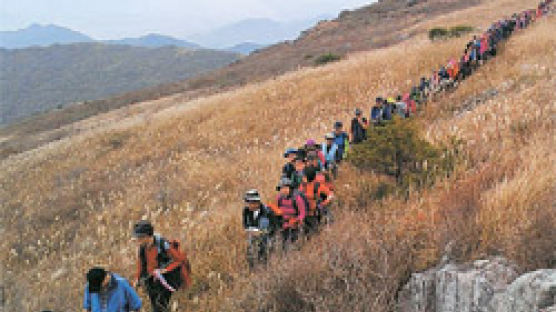 인왕봉 억새길, 7일 아니면 못 밟아요