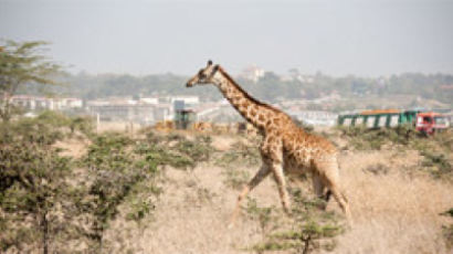 케냐 나이로비의 동물 보호