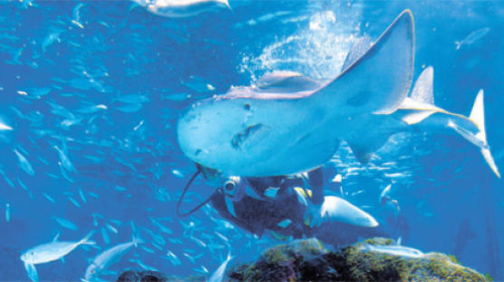 [사진] 상어·가오리 반반 닮은 목탁수구리