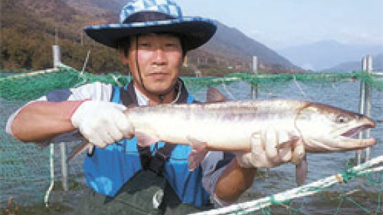“연어가 돌아왔다” 섬진강 회귀 이달 말 본격화