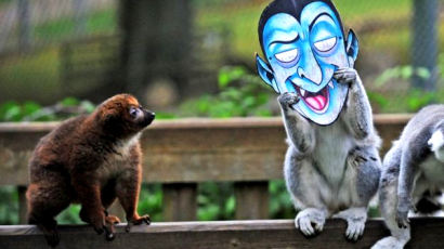 친구가 쓴 마스크에 화들짝 놀란 원숭이 표정… '폭소'