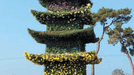 [사진] 국화로 만든 정림사지 5층 석탑