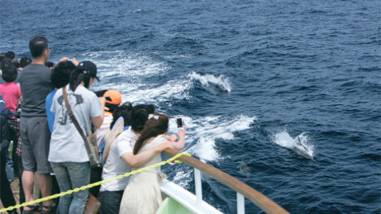 中日서 소문듣고 찾아오는 한국의 고래 관광지 