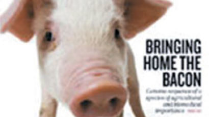 한국 참여한 국제연구진, 돼지 유전자 지도 완성