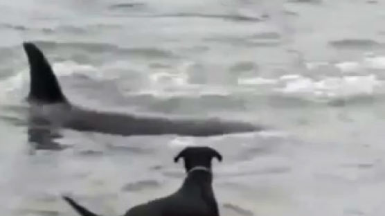 물놀이 하던 개 추격하는 '육식' 범고래 '공포'
