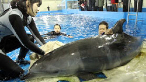 일본서 들여온 돌고래 폐사 … 남구 쉬쉬하다 들통