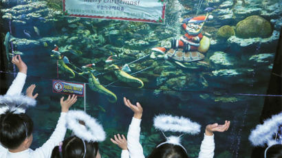 [사진] 거북이 탄 수중 산타