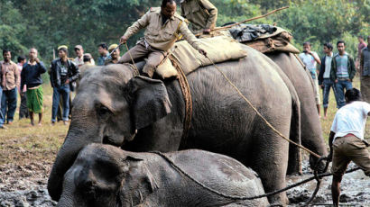 [사진] 새끼 코끼리 구하는 어른 코끼리