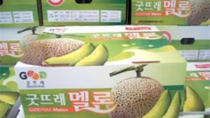 굿뜨래 멜론…일본인 선호 품종 재배, 역수출 길 열어