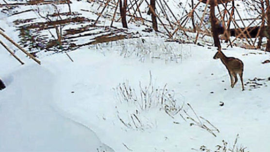 [사진] 87년 만에 이어진 백두대간 이화령에 고라니 … 생태계 되살아난다
