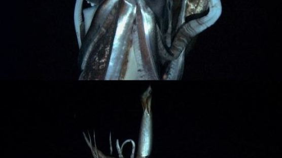 ‘최대 18m’ 대왕오징어, 산채로 포착된 곳의 깊이가?