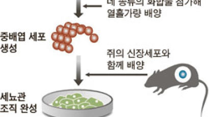 iPS세포 이용 … 신장 조직 생성 일본서 첫 성공