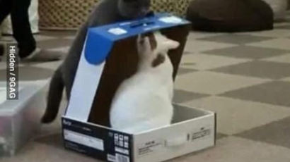 상자 안에 친구 가둔 '잔인한' 고양이 "맘에 안 들었니?"
